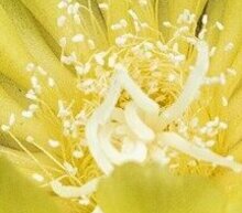 Event grid flower 2714668 1280