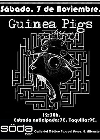 Guinea Pigs concierto